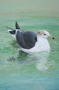 Artwork - 049 Black-tailed Gull (Larus crassirostris)