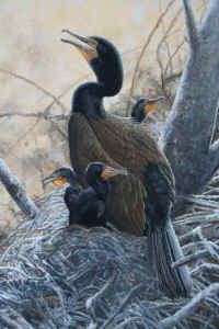 Artwork - 050 Double-crested Cormorant (Phalacrocorax auritus)