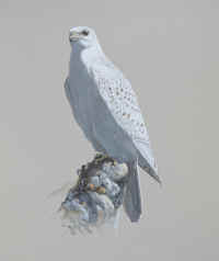 Artwork - 052 Gyrfalcon (Falco rusticolus) white morph