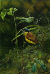 Artwork - 053 Gurney�s Pitta (Hydrornis gurneyi)