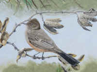 Artwork - 059 Say's Phoebe male (Sayornis saya yukonensis)