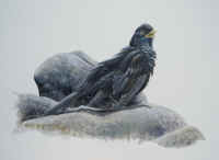Artwork - 060 Common (European) Blackbird (Tudus merula)