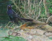Artwork - 076 Boat-tailed Grackle (Quiscalus major)