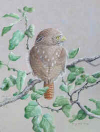Artwork - 077 Ferruginous Pygmy-Owl (Glaucidium brasilianum)
