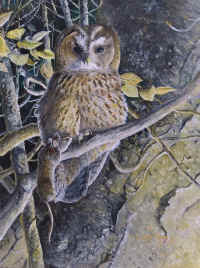 Artwork - 084 Tawny Owl (Strix aluco)