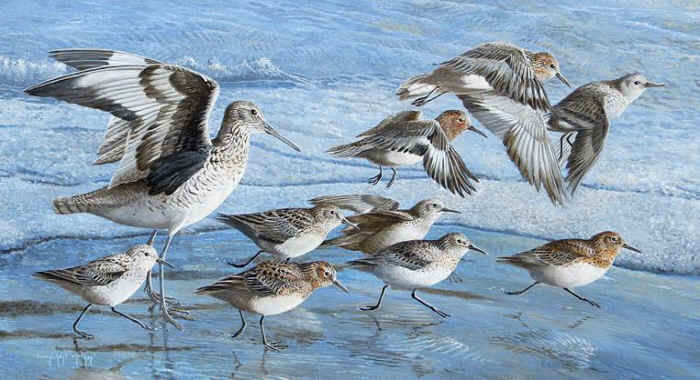 Willet Tringa semipalmata  Sanderling Calidris alba