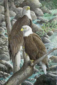 Artwork 088 Bald Eagle (Haliaeetus leucocephalus)