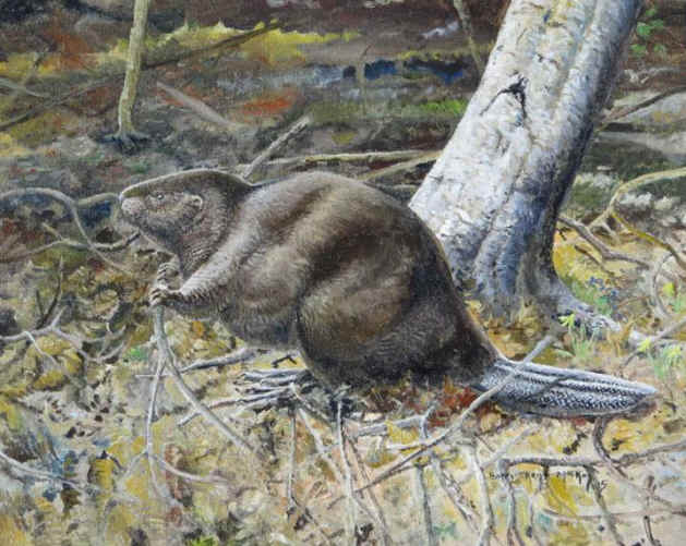 Barry Kent MacKay beaver painting
