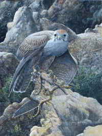 Lagger Falcon (Falco jugger)