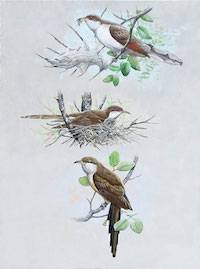 Cuckoos of North America (genus Coccyzus)