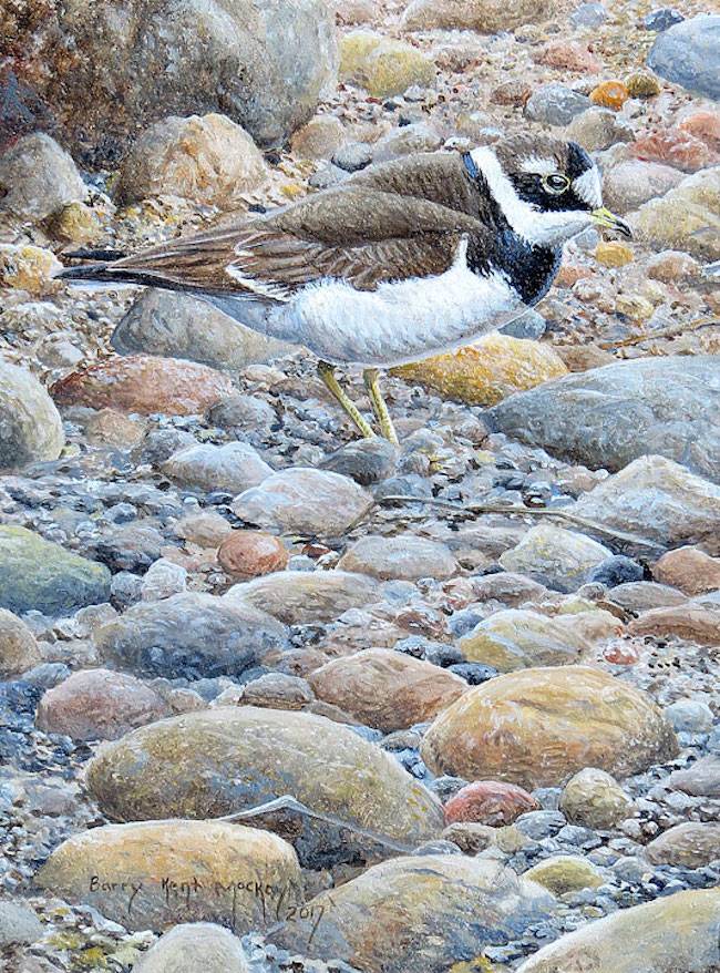 Common Ringed Plover