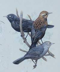 Rusty Blackbird (Eophagus carolinus)