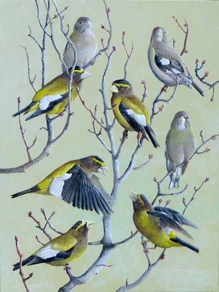 Evening Grosbeak (Coccothraustes vespertinus)