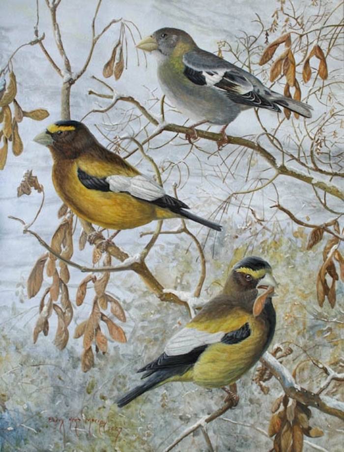 Evening Grosbeak (Coccothraustes vespertinus)