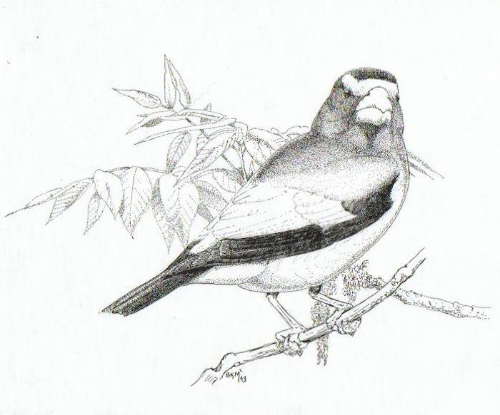Evening Grosbeak (Coccothraustes vespertinus)