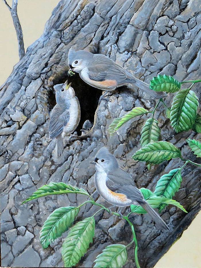 Tufted Titmouse (Baeolophus bicolor)