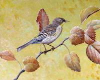 Yellow-rumped Warbler (Setophaga coronata)