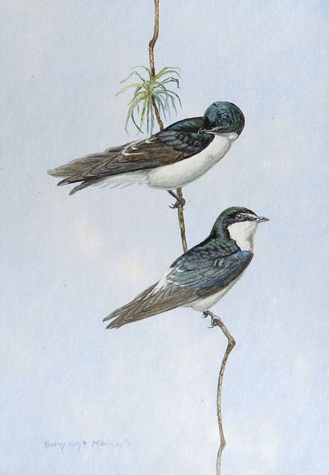 Mangrove Swallow (Tachycineta albilinea)