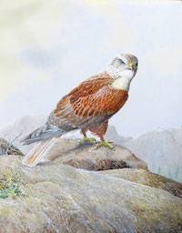 Ferruginous Hawk (Buteo regalis)