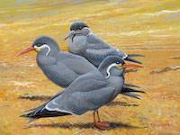 Inca Tern (Larosterna inca)