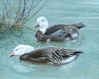 Snow Goose (Anser [Chen] caerulescens)