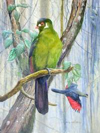 White-cheeked Turaco (Tauraco leucotis)
