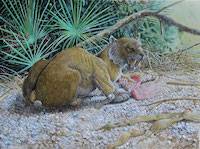 Sabretoothed Tiger (Smilodon gracilis)