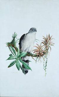 Gray-headed Kite (Leptodon cayanensis)