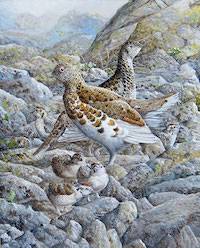 White-tailed Ptarmigan (Lagopus leucura)