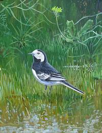White (Pied) Wagtail (Montacilla alba yarrellii)