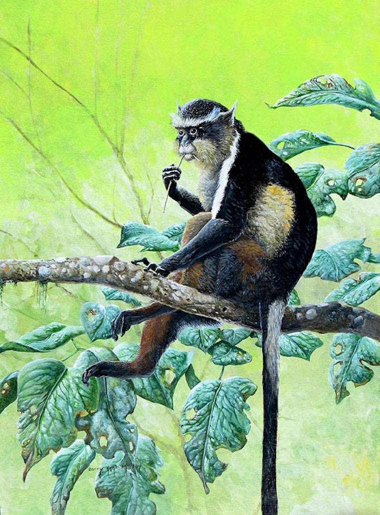 wolf's guenon