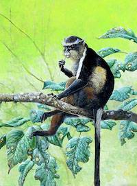 Wolf's Guenon (Cercopithecus wolfi)