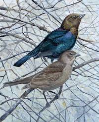 Brown-headed Cowbird (Molothrus ater)