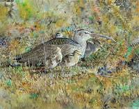 Whimbrel (Numenius phaeopus hudsonicus)
