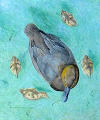 Canvasback (Aythya valisineria)