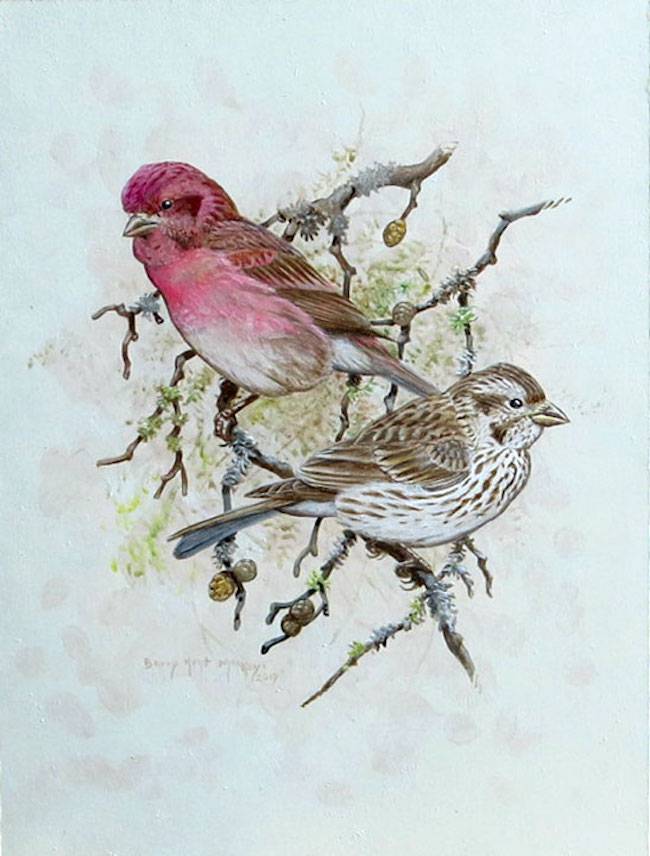Purple Finch (Haemorphous purpureus)