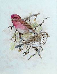 Purple Finch (Haemorphous purpureus)