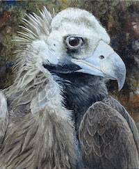 Cinereous Vulture (Aegypius monachus)