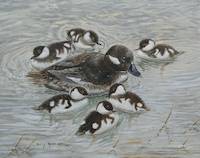 Bufflehead (Bucephalaalbeoi)