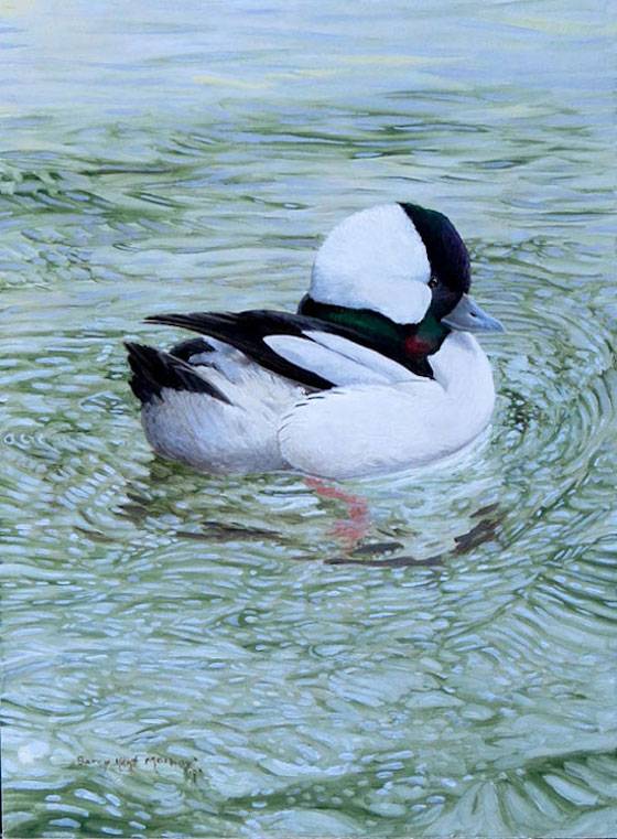 Bufflehead