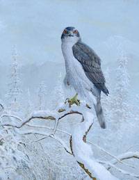 Northern Goshawk (Accipiter gentilis atricapillus)