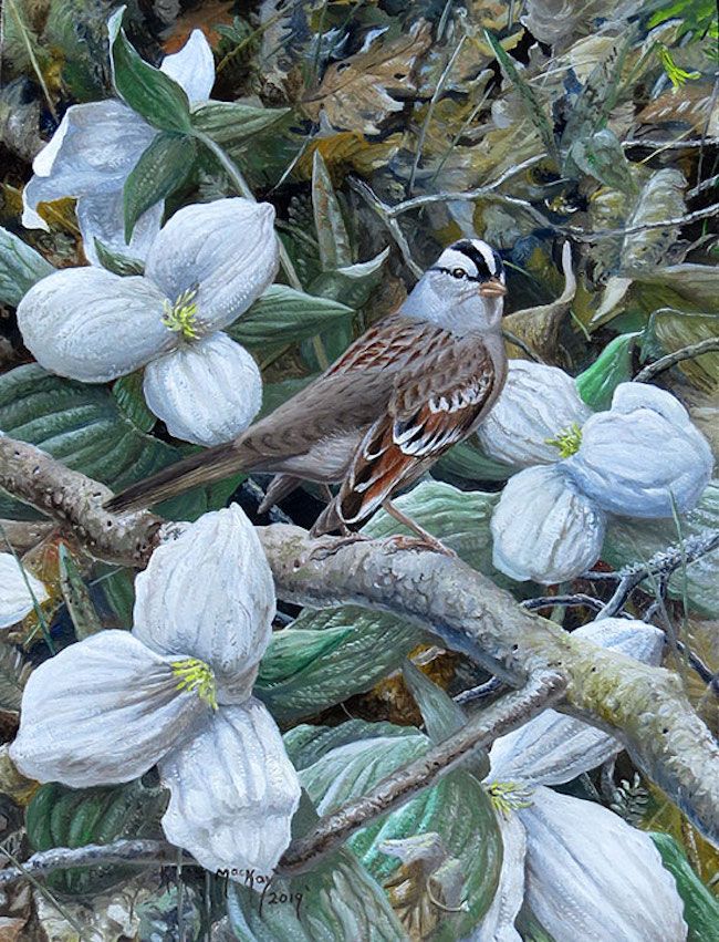 White-crowned Sparrow