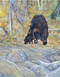 American Black Bear (Ursus americanus)