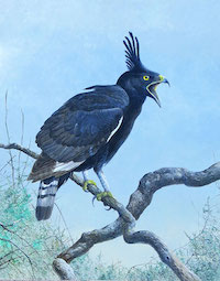 Long-crested Eagle (Lophaetus occipitalis)