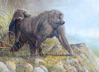 Olive Baboon (Papio anubis)