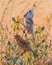 Lazuli Bunting (Passerina amoena)
