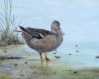 Northern Shoveler (Spatula clypeata)