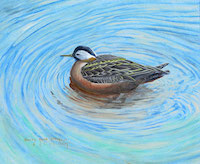Red Phalarope (Phalaropus fulicarius)