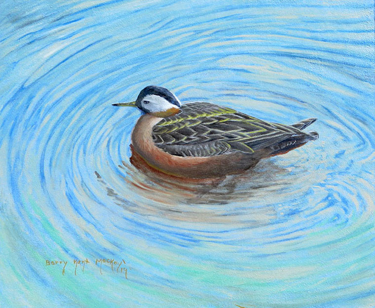 Red Phalarope (Phalaropus fulicarius)