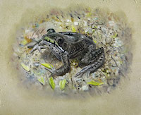 Green Frog (Lethobates [Rana] clamitans)